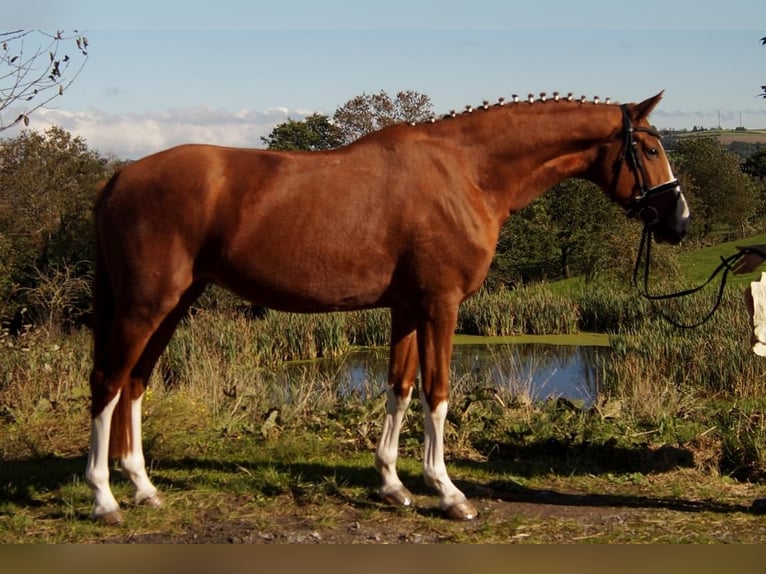 Westphalian Gelding 7 years 16,2 hh in Iserlohn