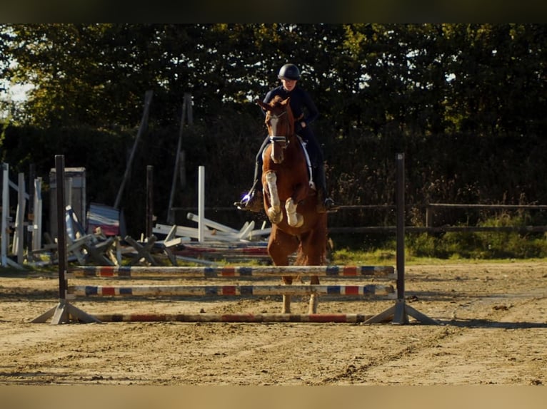 Westphalian Gelding 7 years 16,2 hh in Iserlohn