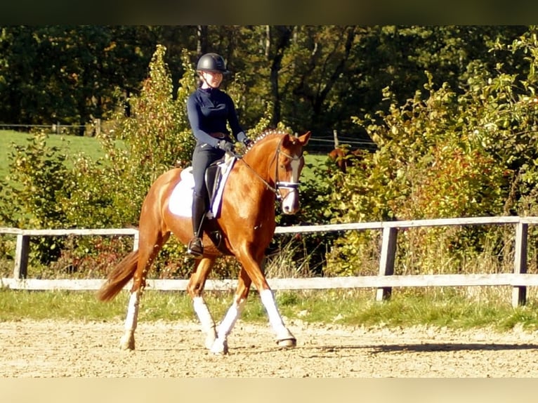 Westphalian Gelding 7 years 16,2 hh in Iserlohn