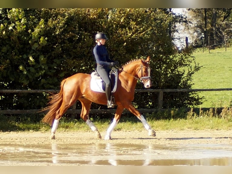 Westphalian Gelding 7 years 16,2 hh in Iserlohn