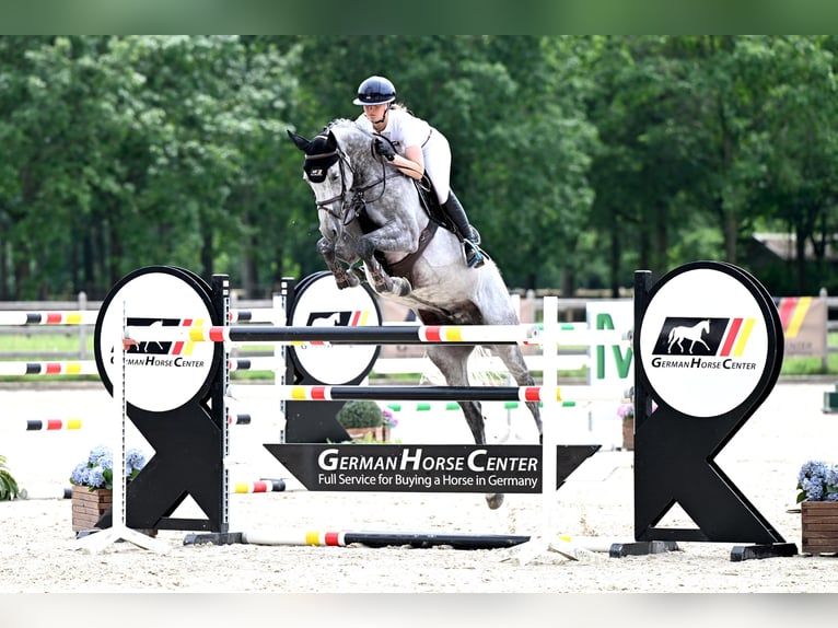 Westphalian Gelding 7 years 16.2 hh Grey in Zülpich