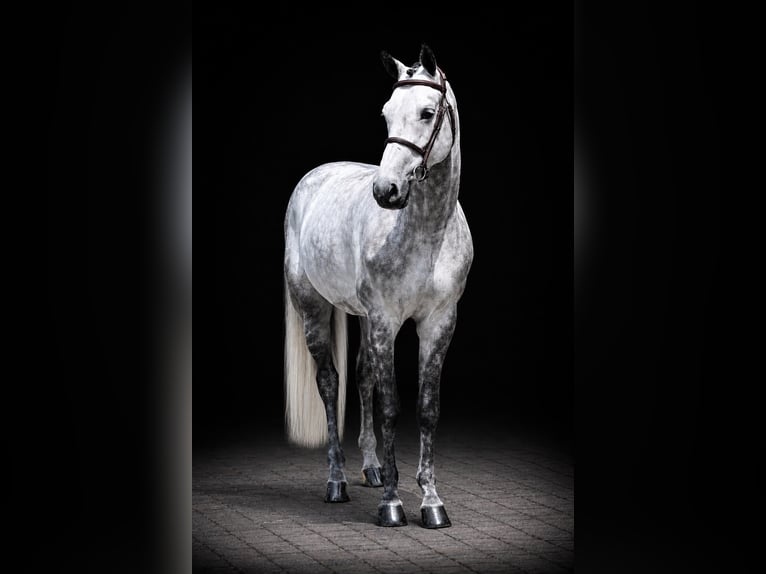Westphalian Gelding 7 years 16.2 hh Grey in Zülpich