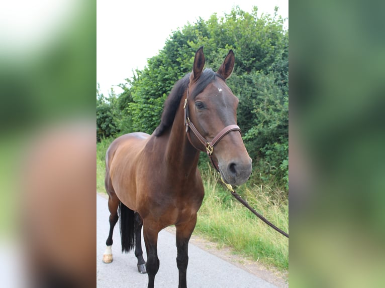 Westphalian Gelding 7 years 16 hh Bay-Dark in Sundern