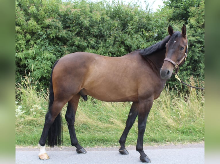 Westphalian Gelding 7 years 16 hh Bay-Dark in Sundern
