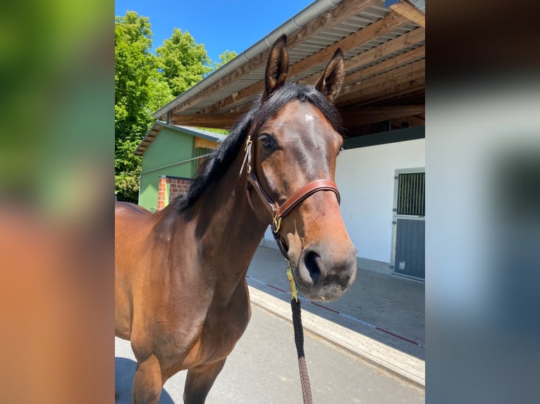 Westphalian Gelding 7 years 16 hh Bay-Dark in Sundern