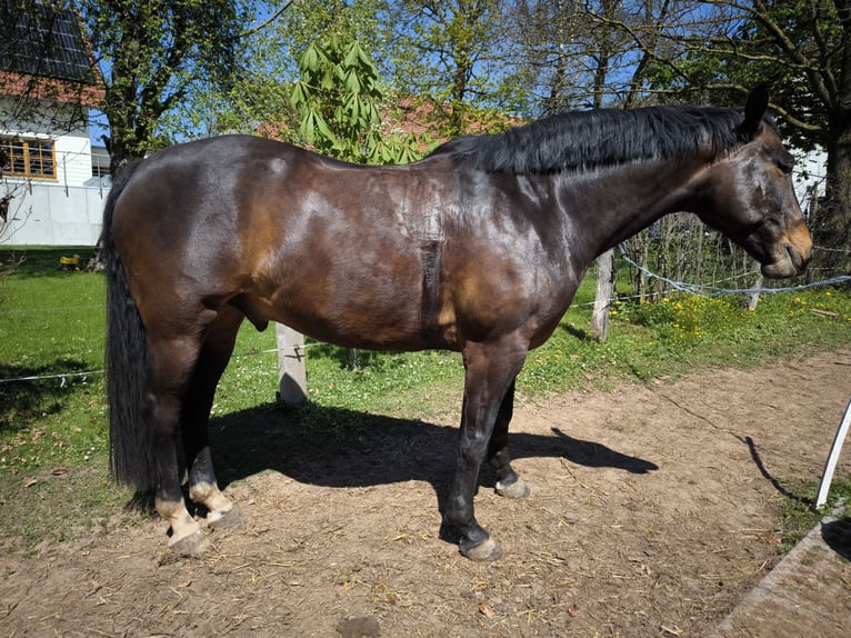 Westphalian Gelding 7 years 16 hh Bay-Dark in Brilon