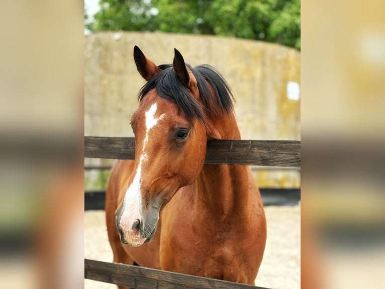 Westphalian Gelding 7 years 16 hh Brown in Nistertal