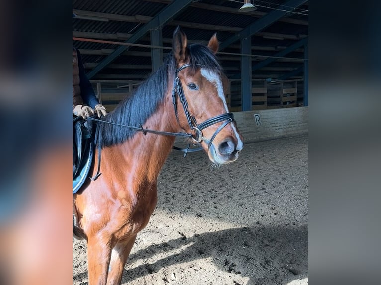 Westphalian Gelding 7 years 16 hh Brown in Pelmberg