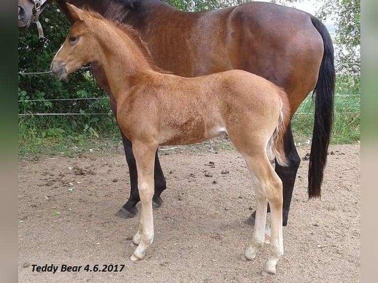 Westphalian Gelding 7 years 16 hh Chestnut-Red in Prag