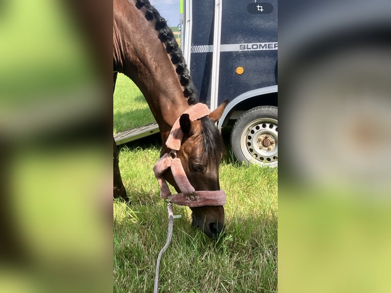 Westphalian Gelding 7 years 16,1 hh Bay-Dark in Hof