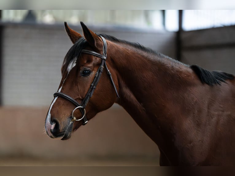 Westphalian Gelding 7 years 16,1 hh Brown in Glandorf