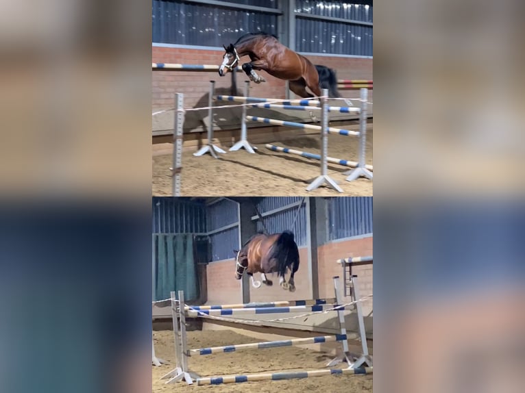 Westphalian Gelding 7 years 16,1 hh Brown in Grefrath