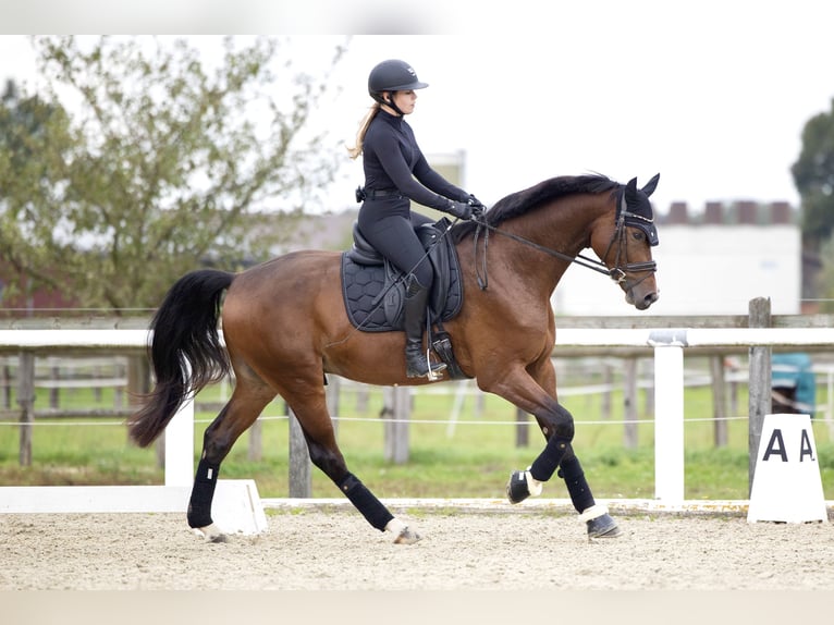 Westphalian Gelding 7 years 16,1 hh Brown in Grefrath