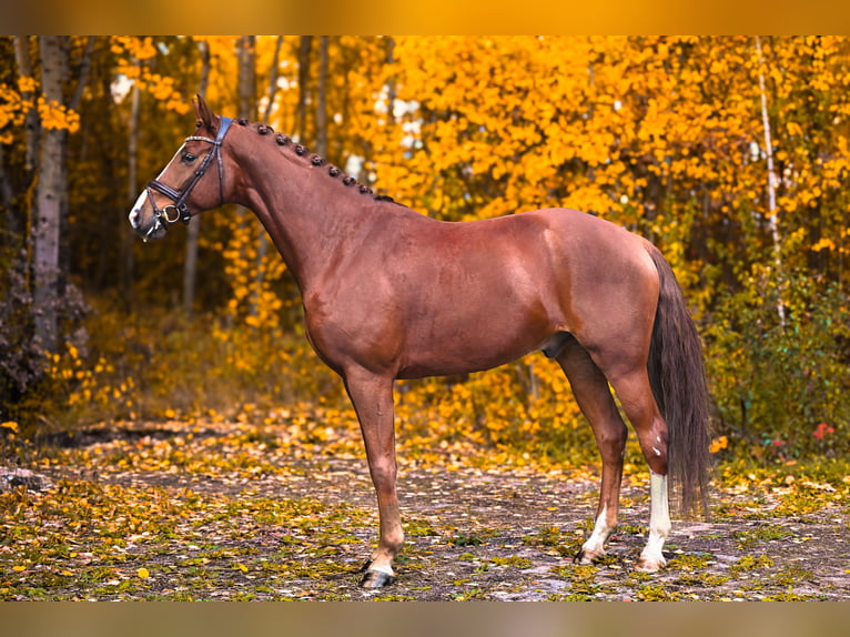 Westphalian Gelding 7 years 16,1 hh Chestnut in Přelíc