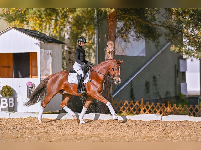 Westphalian Gelding 7 years 16,1 hh Chestnut in Přelíc