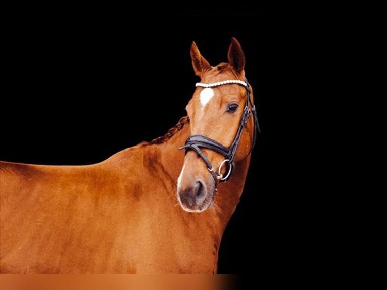 Westphalian Gelding 7 years 16,1 hh Chestnut-Red in Oberstadion