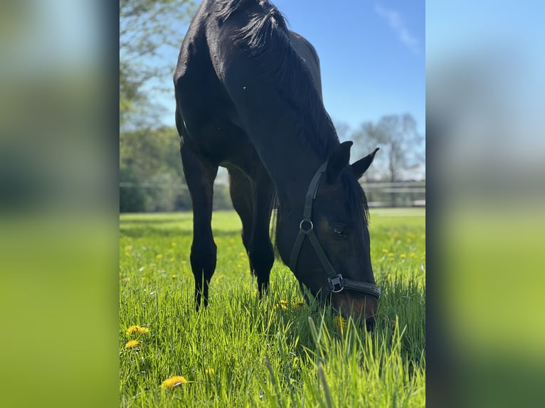 Westphalian Gelding 7 years 16,2 hh Bay-Dark in Gütersloh