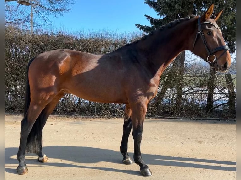 Westphalian Gelding 7 years 16,2 hh Bay-Dark in Mengen