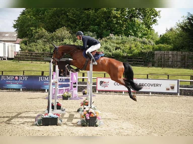 Westphalian Gelding 7 years 16,2 hh Bay in Walsham le willows