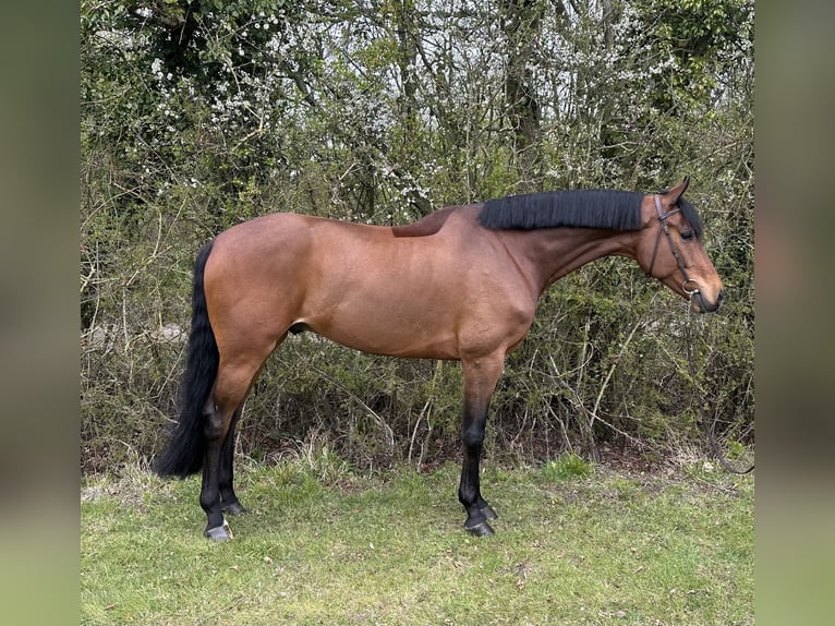 Westphalian Gelding 7 years 16,2 hh Bay in Walsham le willows