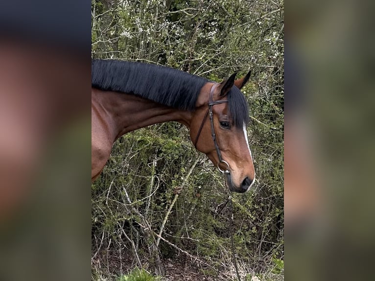 Westphalian Gelding 7 years 16,2 hh Bay in Walsham le willows