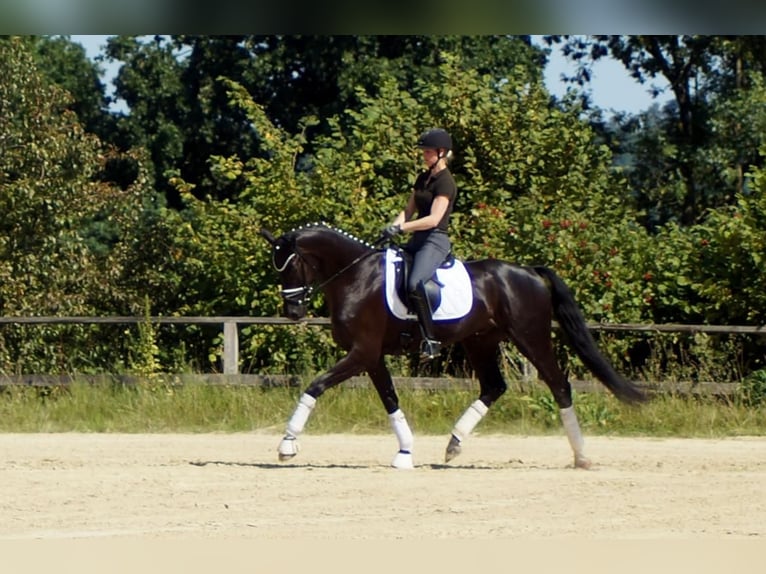 Westphalian Gelding 7 years 16,2 hh Black in Iserlohn