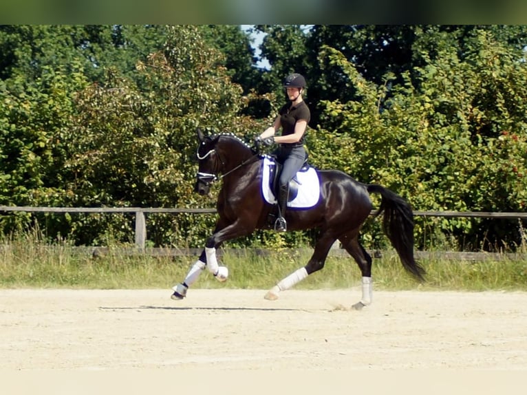 Westphalian Gelding 7 years 16,2 hh Black in Iserlohn