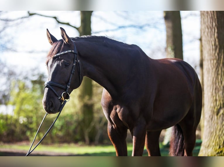 Westphalian Gelding 7 years 16,2 hh Chestnut in Billerbeck