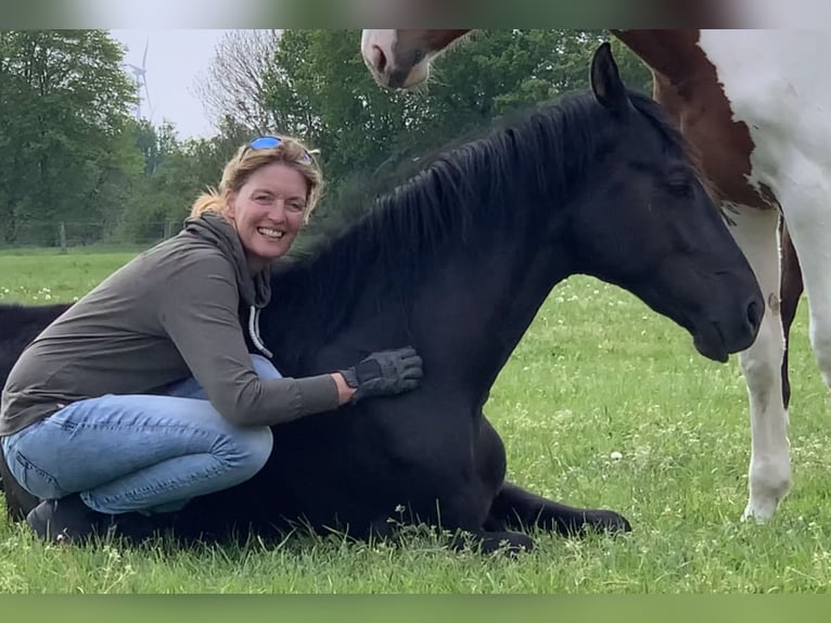 Westphalian Gelding 7 years 16,2 hh Chestnut in Billerbeck