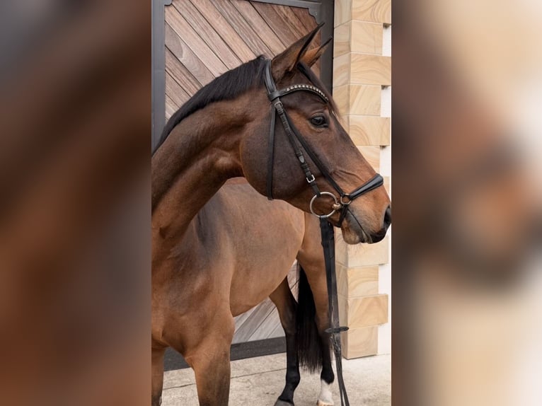 Westphalian Gelding 7 years 16,3 hh Bay-Dark in Lienen