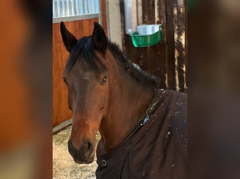 Westphalian Gelding 7 years 17.1 hh Brown in Grafenau