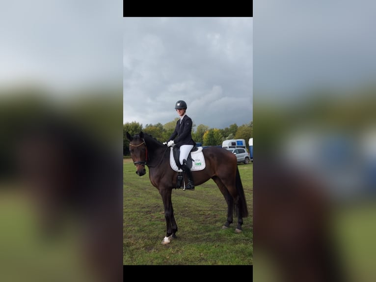 Westphalian Gelding 7 years 17 hh Bay-Dark in Ostbevern