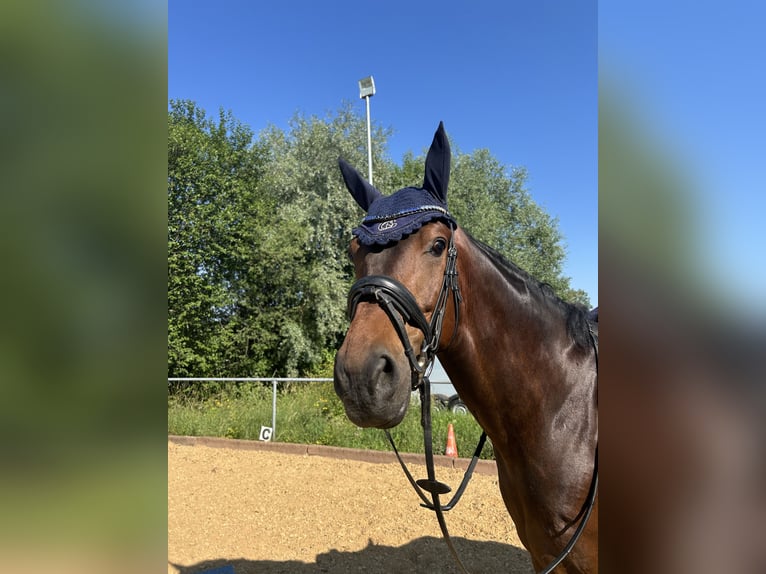 Westphalian Gelding 7 years 17 hh Bay-Dark in Westendorf