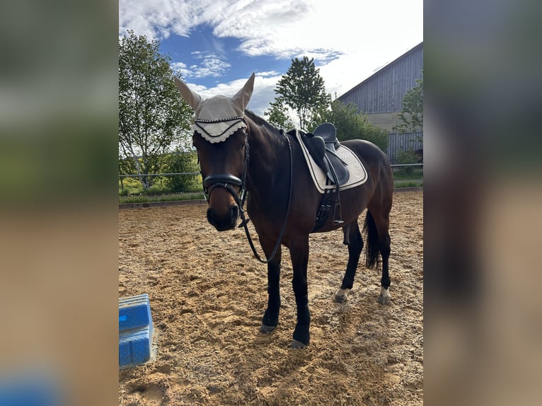 Westphalian Gelding 7 years 17 hh Bay-Dark in Westendorf