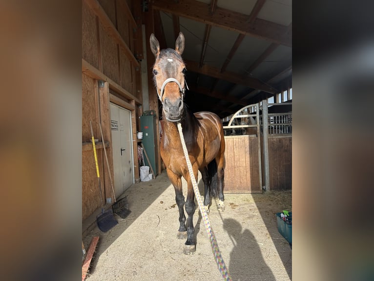 Westphalian Gelding 7 years 17 hh Bay-Dark in Westendorf