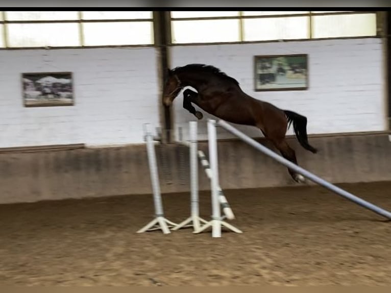 Westphalian Gelding 7 years 17 hh Bay-Dark in Viersen