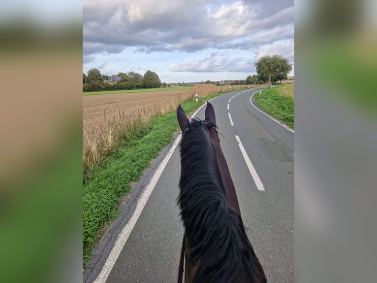 Westphalian Gelding 7 years 17 hh Bay-Dark in Bad Sassendorf