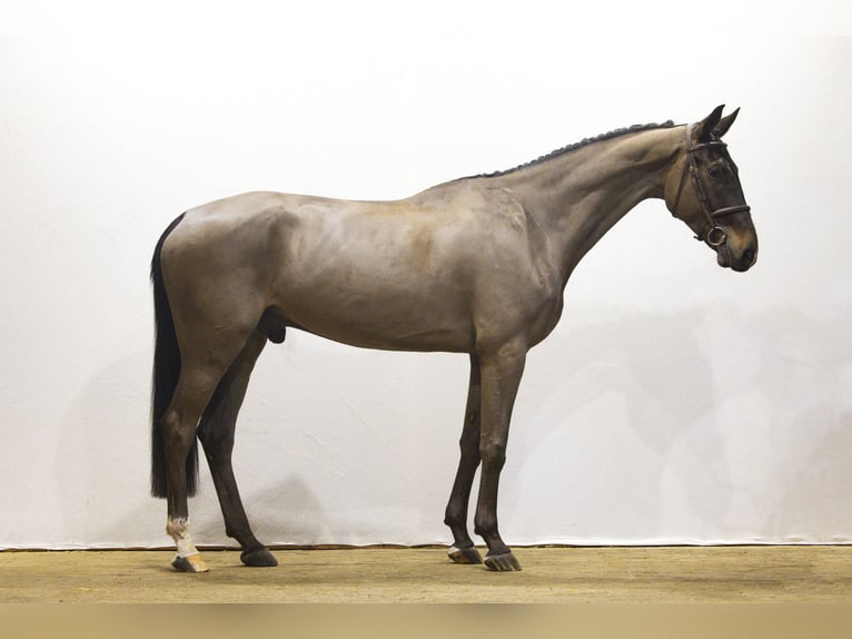Westphalian Gelding 7 years 17 hh Bay-Dark in Waddinxveen