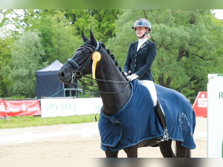 Westphalian Gelding 7 years 17 hh Black in Münster