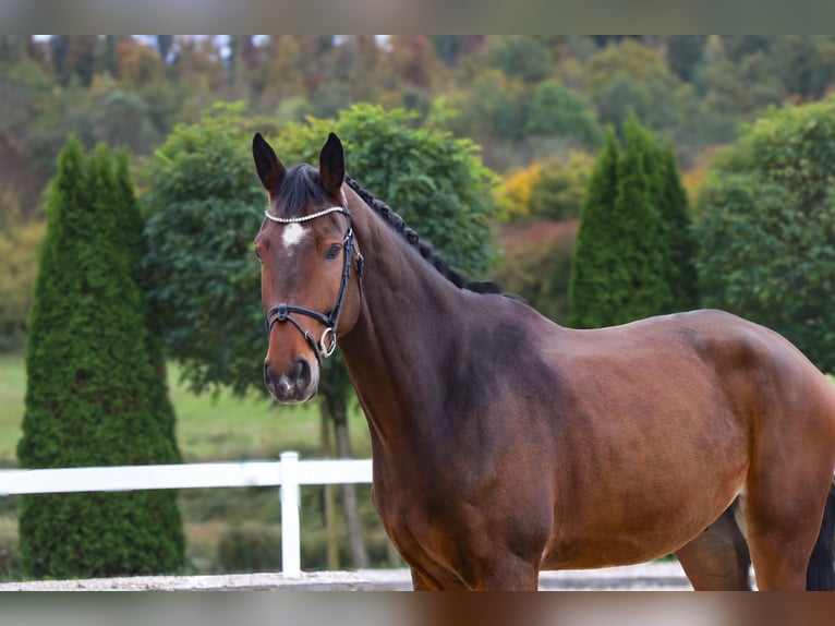 Westphalian Gelding 7 years 17 hh Brown in Schw&#xE4;bisch Hall