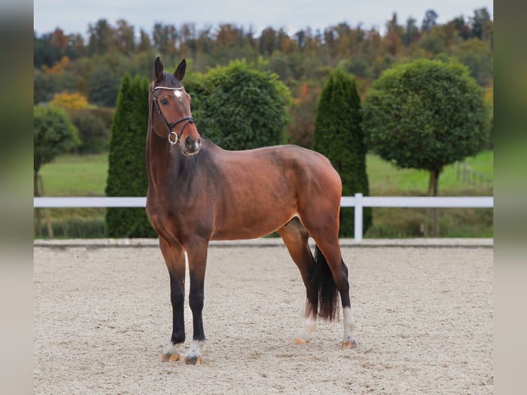 Westphalian Gelding 7 years 17 hh Brown in Schw&#xE4;bisch Hall