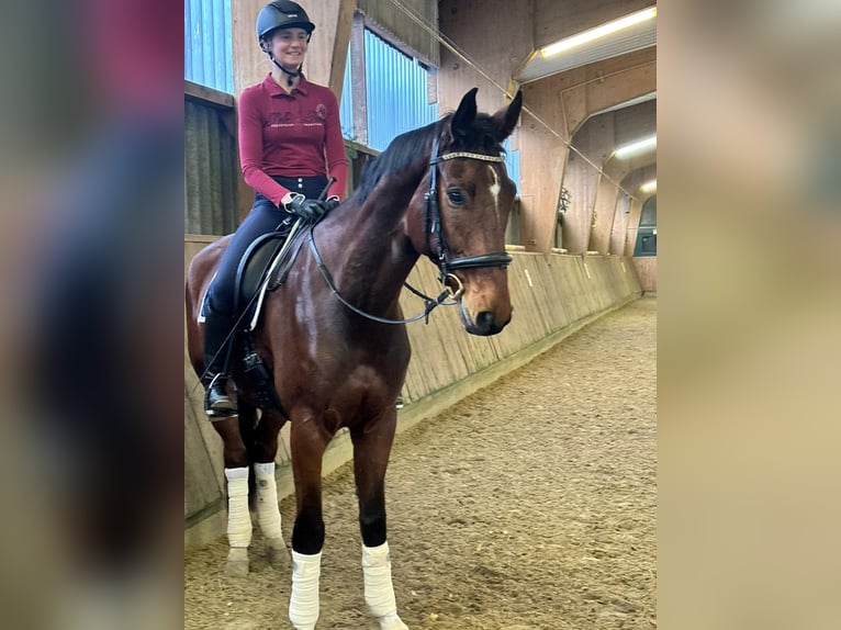 Westphalian Gelding 7 years 17 hh Brown in Wuppertal
