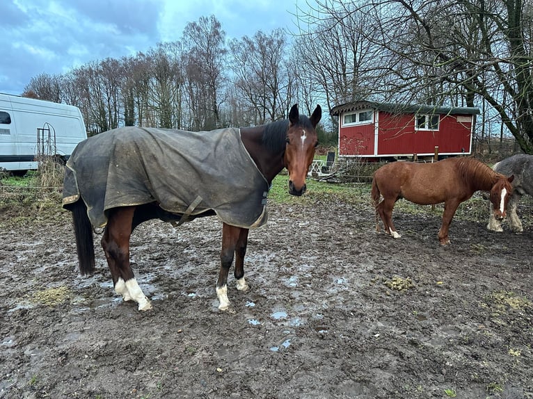 Westphalian Gelding 7 years 17 hh Brown in Wuppertal