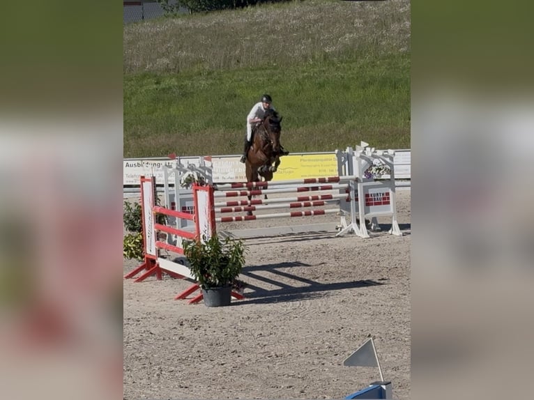 Westphalian Gelding 7 years 17 hh Brown in Adelebsen