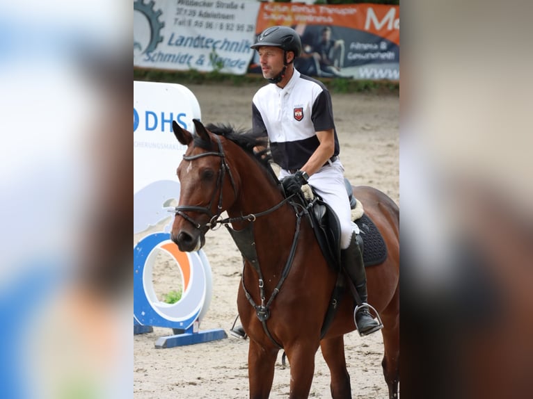 Westphalian, Gelding, 7 years, 17 hh, Brown