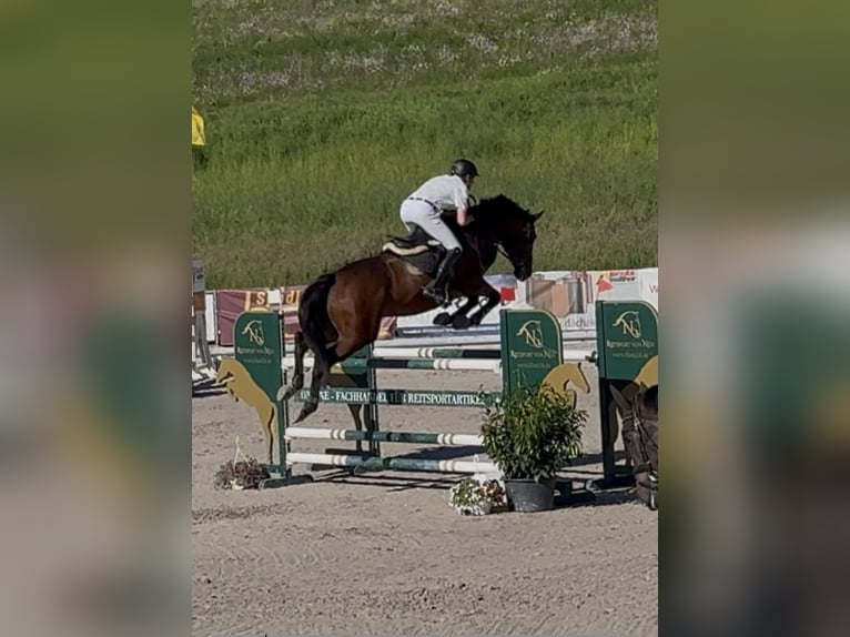 Westphalian Gelding 7 years 17 hh Brown in Adelebsen