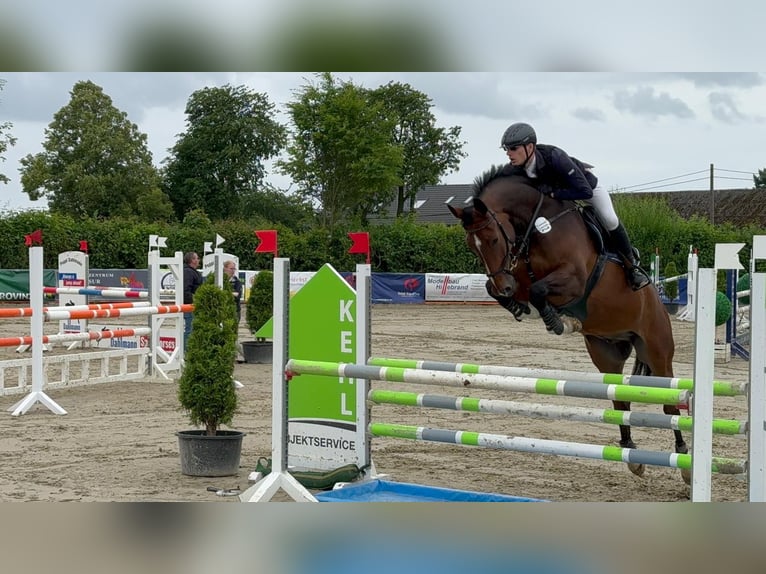 Westphalian Gelding 7 years 17 hh Brown in Arnsberg