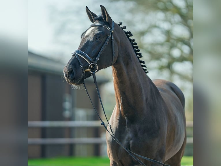 Westphalian Gelding 7 years 17 hh Brown in Münster-Handorf