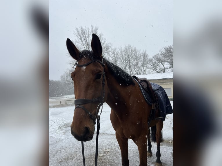 Westphalian Gelding 7 years 17 hh Brown in Bergisch Gladbach