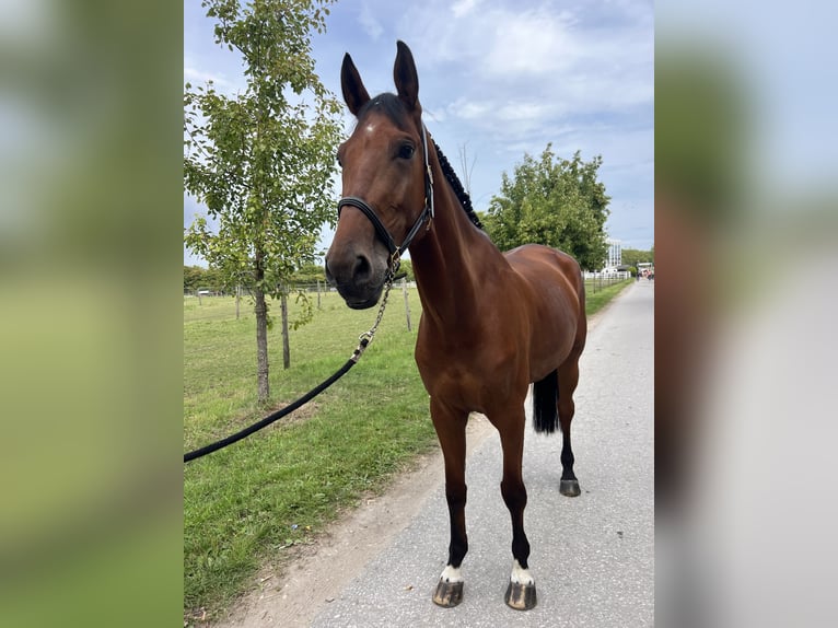 Westphalian Gelding 7 years 17 hh Brown in Bergisch Gladbach